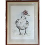 A large framed watercolour of a Muscovy duck pencil signed Camilla Edwards? Frame size 72 x 96cm.