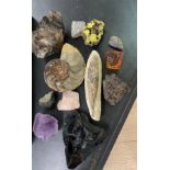 A collection of fossils and mixed minerals, including a meteorite.