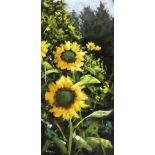 Kim Eshelman, "Sunflowers", pastel on archival paper, 50 x 24cm, c. 2021. Brilliant sunflowers burst