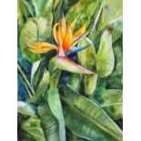 Delnara El, "Tropical strelitzia", watercolour on paper, 30 x 40cm, c. 2021. I have traveled a lot