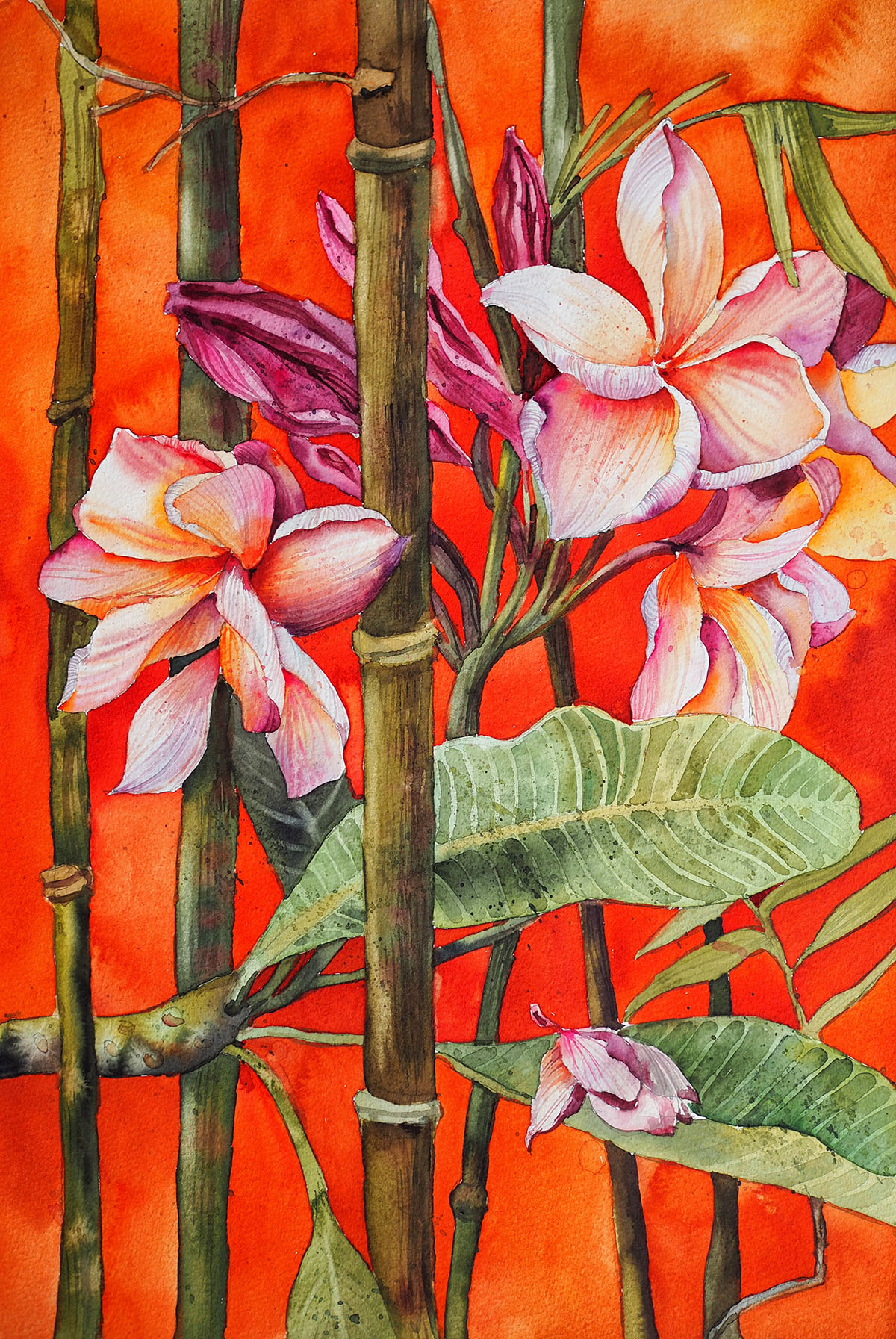 Delnara El, "Frangipani", watercolour on paper, 30 x 45cm, c. 2021. I saw this plot while