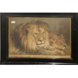 A large framed Victorian print of two lions, frame size 63 x 84cm.