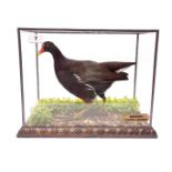 Taxidermy interest: A cased moorhen, case size 29 x 38 x 23cm.