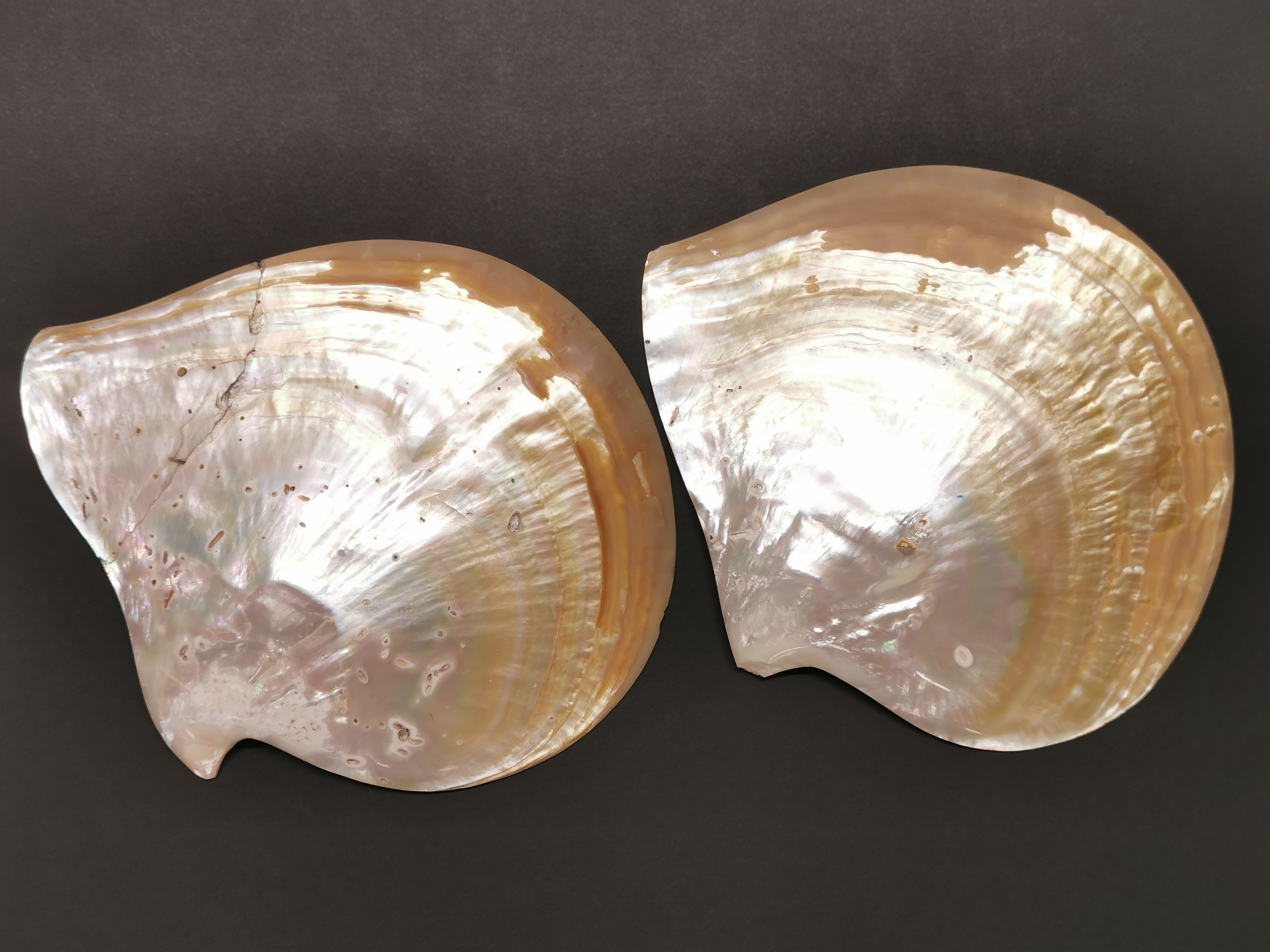 Two Thai engraved and inked freshwater muscle shells, W. 25cm. (one has repair). - Image 3 of 4