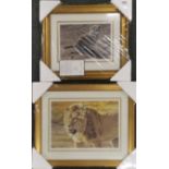 Two signed limited edition gilt framed prints of a lion and a cheetah cub by Stephen Gayford,