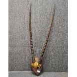 Taxidermy interest: An old pair of shield mounted Kudu horns.