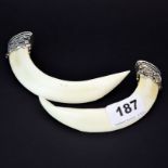 Two Tibetan white metal mounted wild boar tusks, W. 13cm.