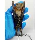 Taxidermy interest: A preserved specimen of a lesser short-nosed fruitbat, mounted to a wood post