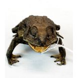 Taxidermy interest: An interesting full mount Asian black spined toad, free standing and