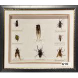Taxidermy interest: A framed collection of insects, 33 x 58cm.