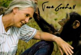 Dame Jane Goodall signed 6x4 colour photo. Dame Jane Morris Goodall DBE ( born Valerie Jane Morris-