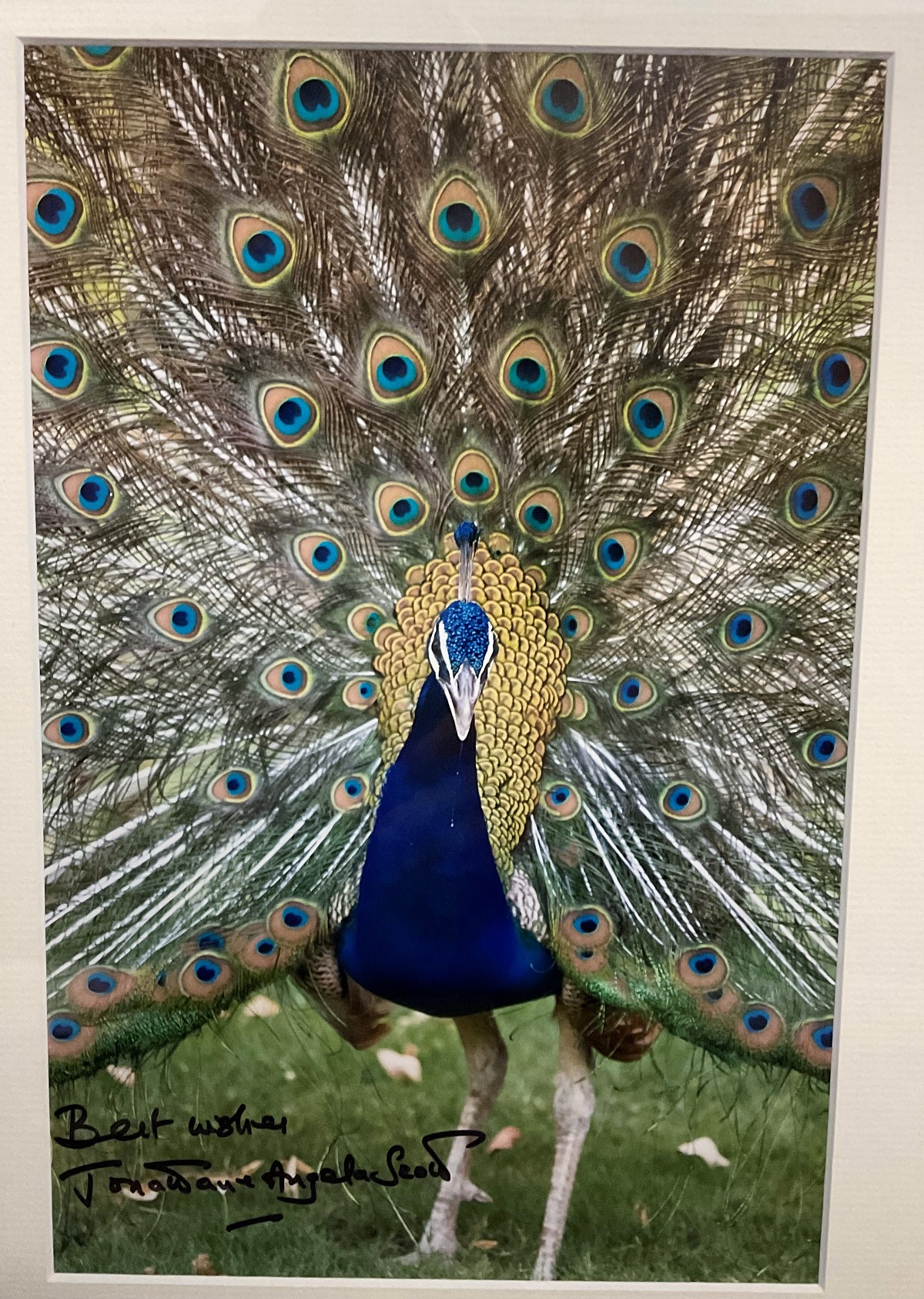 British Artists Johnathan and Angie Scott Hand signed 12x8 Colour Photo of a wonderful Peacock.