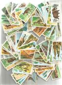 Brooke Bond Tea Cards Bundle Prehistoric Animals And African Wildlife Approx 200. Good condition. We