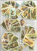 Brooke Bond Tea Cards Adventurers and Explorers And African Wildlife Approx 100 Cards. Good