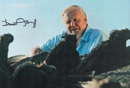 David Attenborough signed 12x8 colour photo. Sir David Frederick Attenborough ( born 8 May 1926)