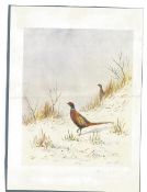 Richard Harrison, English artist signed 6 x 8 print of one of his own paintings (of pheasants in