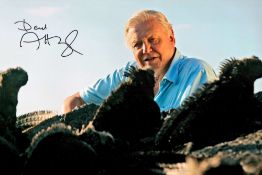 David Attenborough signed 12x8 colour photo. Sir David Frederick Attenborough ( born 8 May 1926)