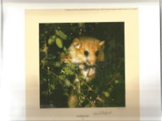 David Shepherd O. B. E. signed Dormouse print measuring 8x8. Numbered 1198 of 1500. Good