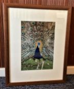 British Artists Johnathan and Angie Scott Hand signed 12x8 Colour Photo of a wonderful Peacock.