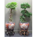 Two Imari style planters with artificial trees as inserts