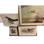 Bird subjects. Prideaux J Selby - Roller Pit XXXIV; John Gould - Machetes Pugnax, lithograph; Lars