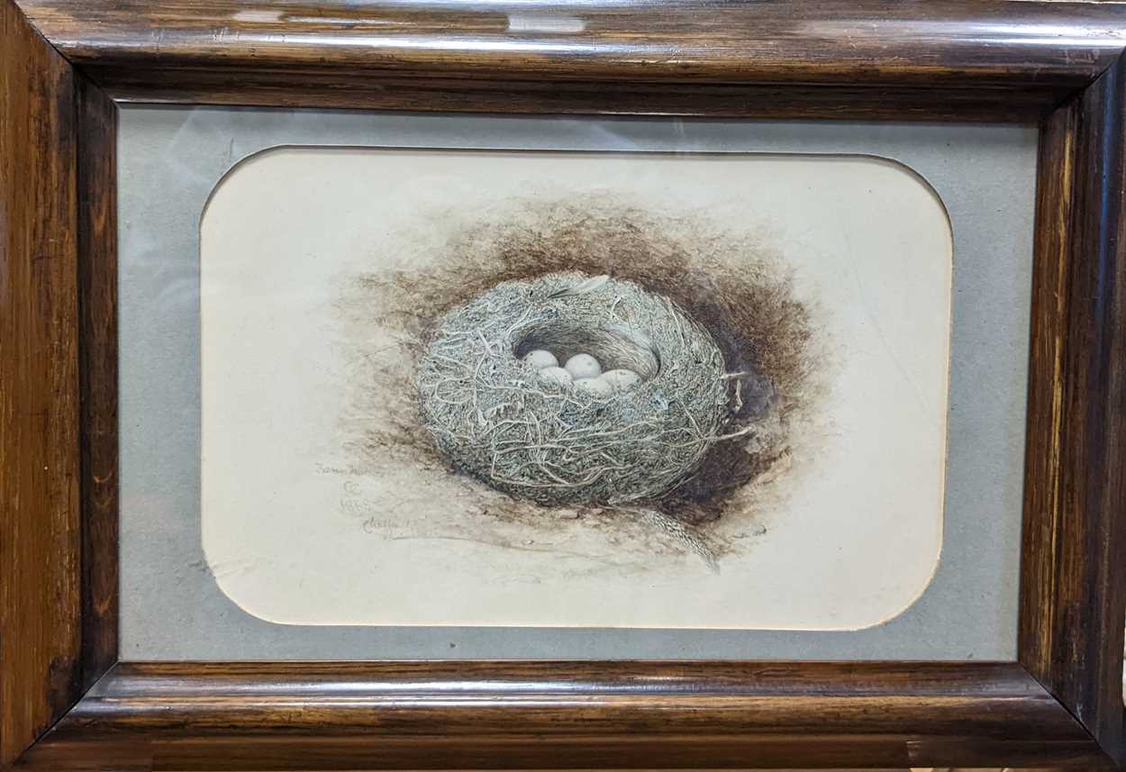 A collection of four naturalistic works; including, a print of plants, 18.5 x 14cm; study of a nest, - Image 4 of 5