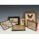 Five frames of butterflies and moths, etc