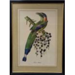 Three ornithological prints to include Momot Houtou by Callier after Jean Theodore Descourtilz,