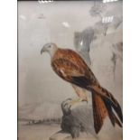 Red Kite (Falco Milvus)watercolour 74 x 58cm;together with 2 unframed limited edition prints of