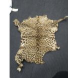 A Leopard skin by Rowland Ward, stamped