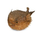 A dried and preserved Puffer fish,