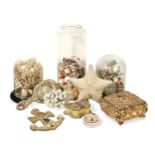A collection of shell work boxes, coral dioramas and other shells,