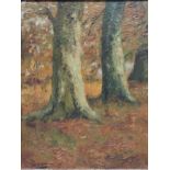 20th century school, Tree trunks in a woodland, oil on board, signed to the bottom left 'CMLKAVW';