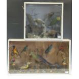 Two taxidermy cases of exotic birds, 43 x 76cm & 46 x 48cmThe larger case of birds has two that have
