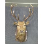 A nine point stags head, 96 x 57cm