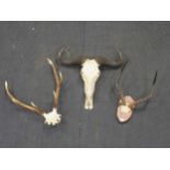 A water buffalo skull, together with a mounted antelope skull and an eight point deer head