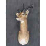 A taxidermy head of a gazelle, 100cm high