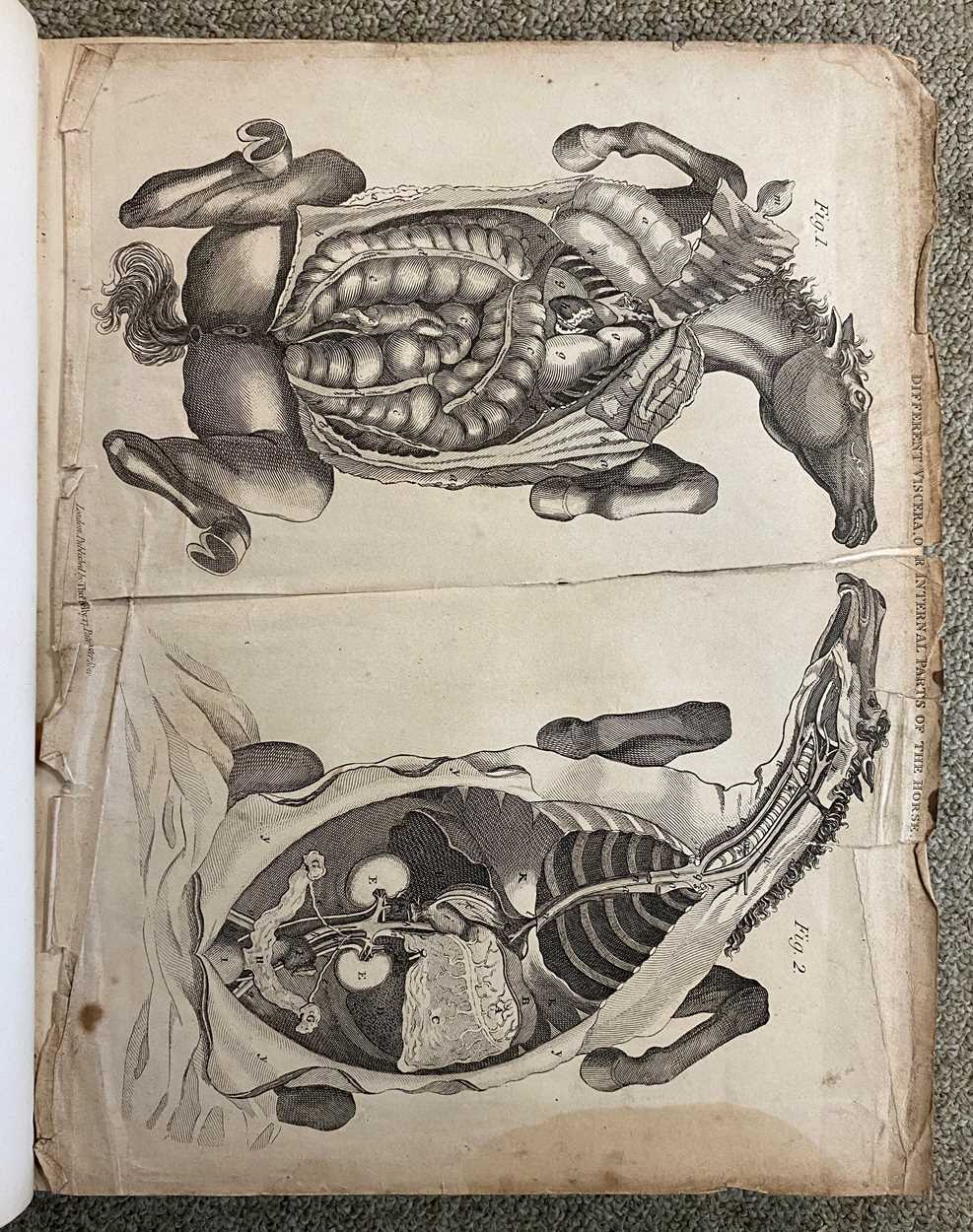 Equine. PERCIVALL (W) The Anatomy of the Horse, no date, 8vo, cloth; MORTON (W) A Manual of - Bild 4 aus 11