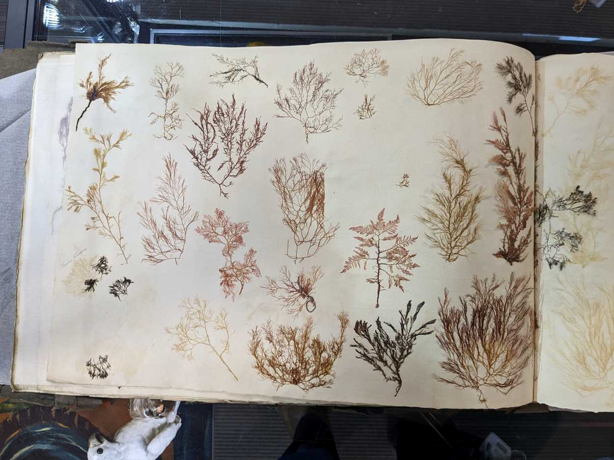 An album of pressed seaweed specimens and seaweed collages, early 19th century, - Image 34 of 37