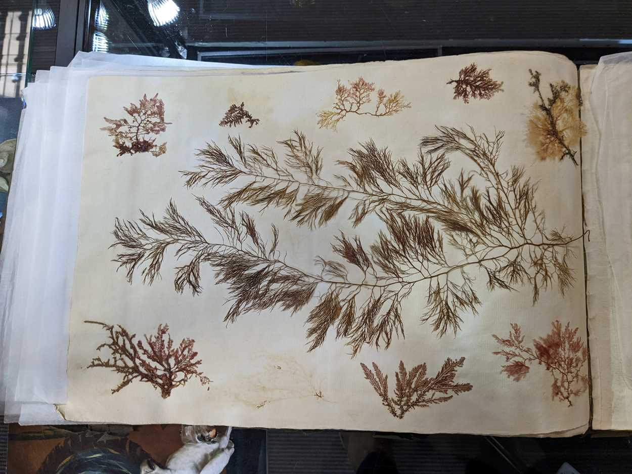 An album of pressed seaweed specimens and seaweed collages, early 19th century, - Bild 36 aus 37