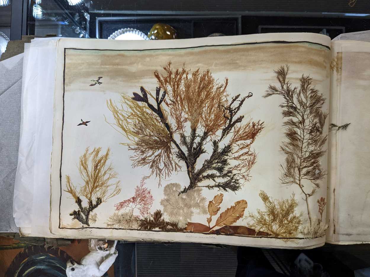 An album of pressed seaweed specimens and seaweed collages, early 19th century, - Image 23 of 37