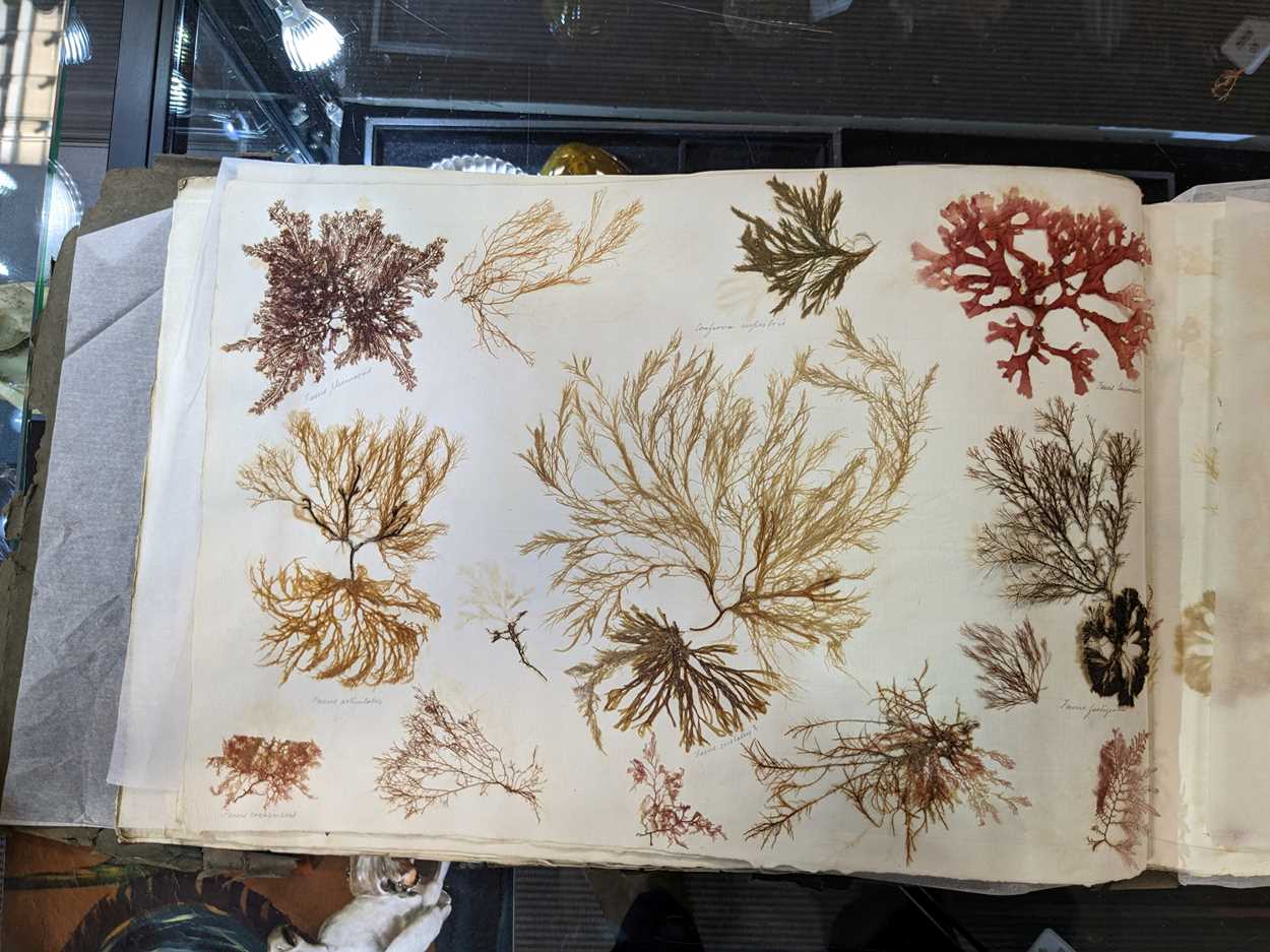 An album of pressed seaweed specimens and seaweed collages, early 19th century, - Image 37 of 37