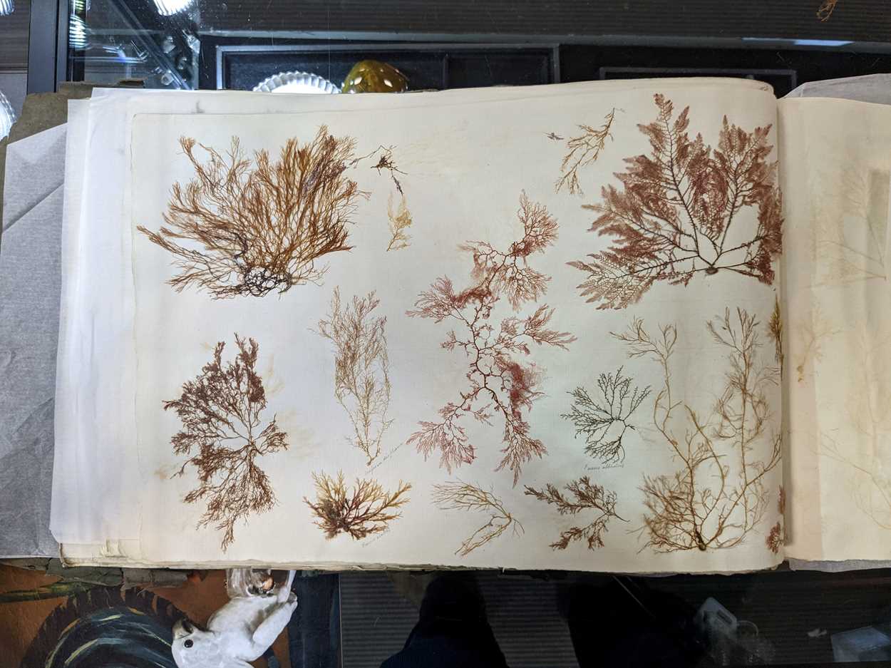 An album of pressed seaweed specimens and seaweed collages, early 19th century, - Image 19 of 37