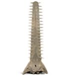 Y A large Sawfish rostrum, probably late 19th century,