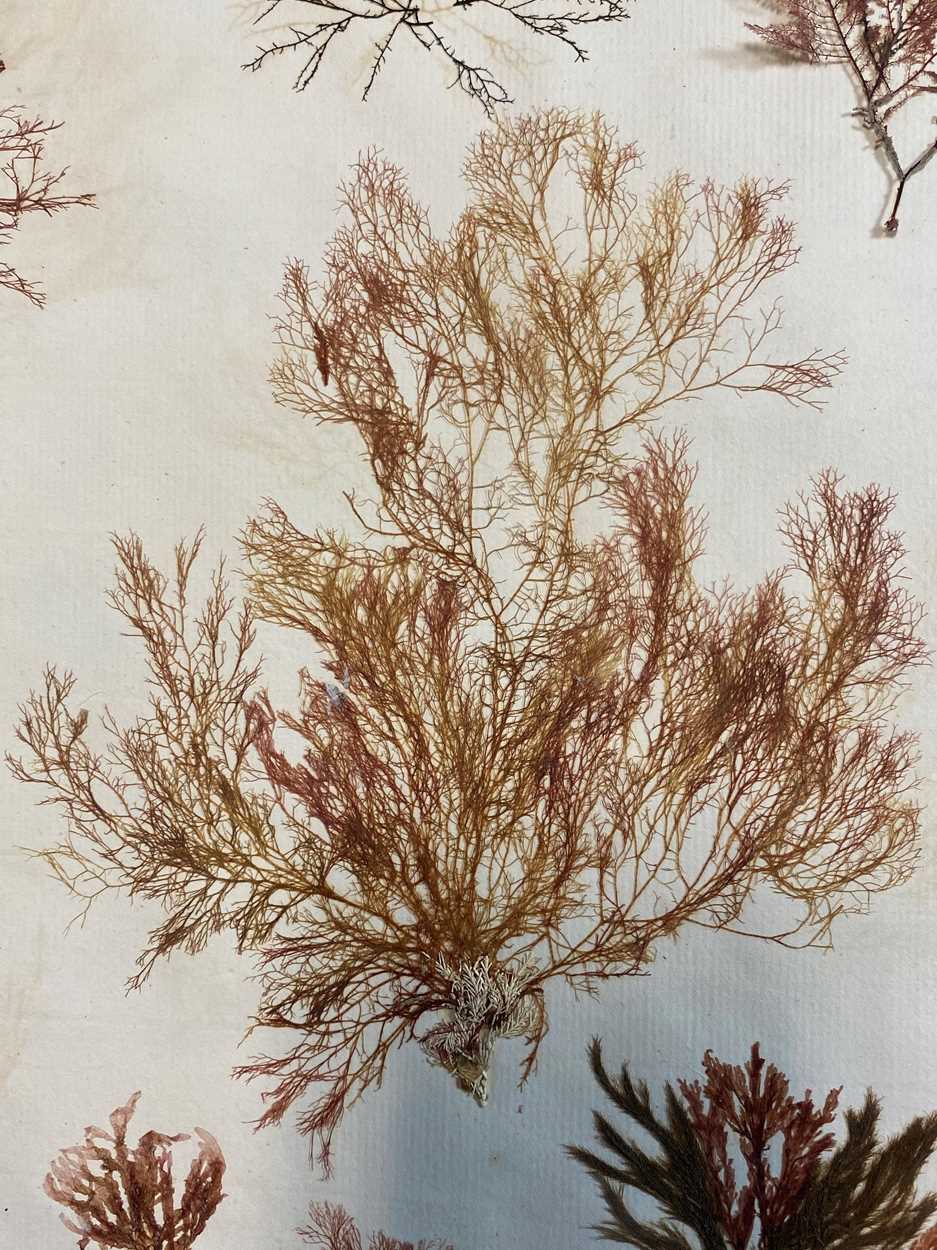 An album of pressed seaweed specimens and seaweed collages, early 19th century, - Bild 10 aus 37