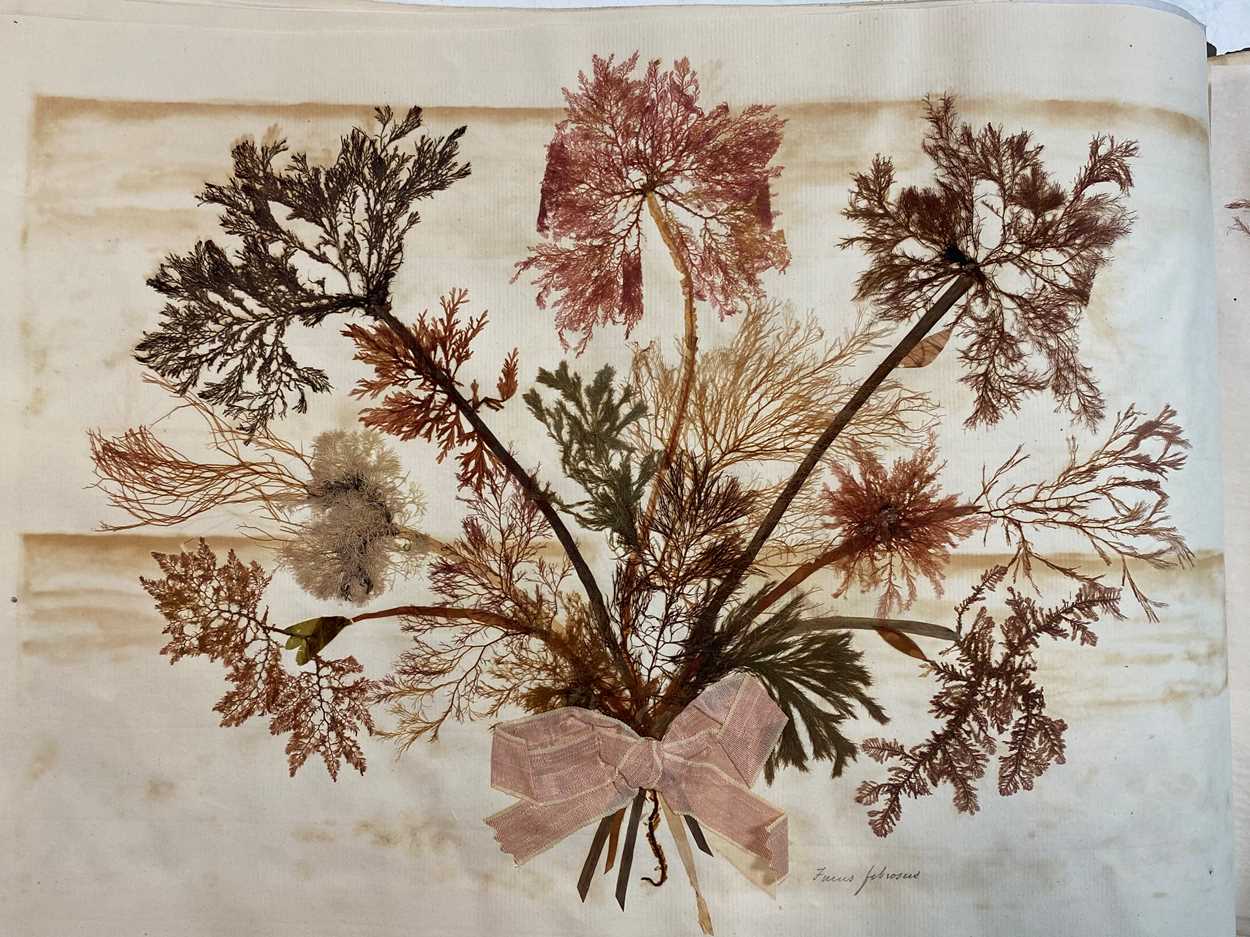 An album of pressed seaweed specimens and seaweed collages, early 19th century, - Image 16 of 37