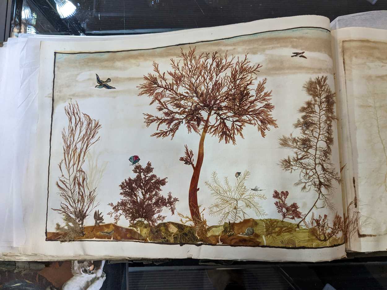 An album of pressed seaweed specimens and seaweed collages, early 19th century, - Bild 27 aus 37