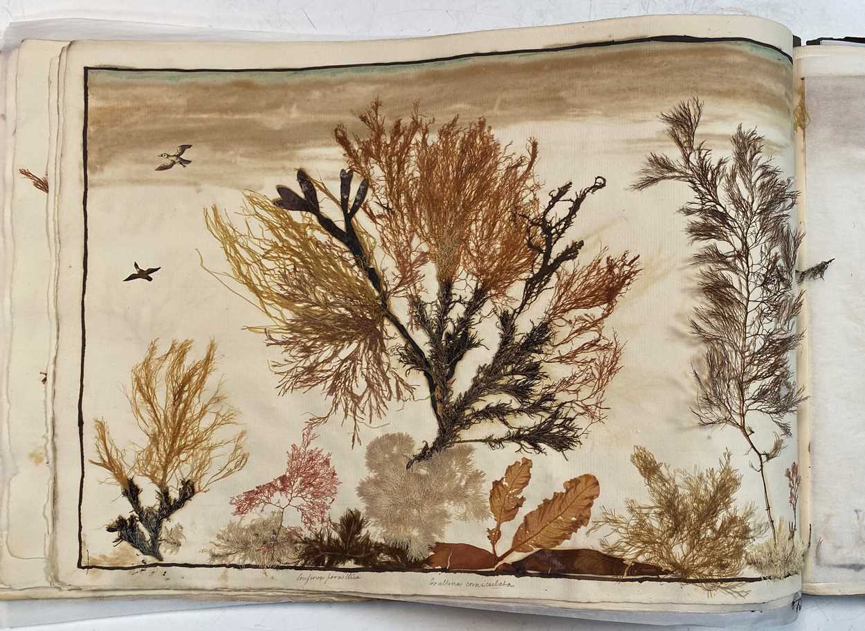 An album of pressed seaweed specimens and seaweed collages, early 19th century, - Bild 12 aus 37