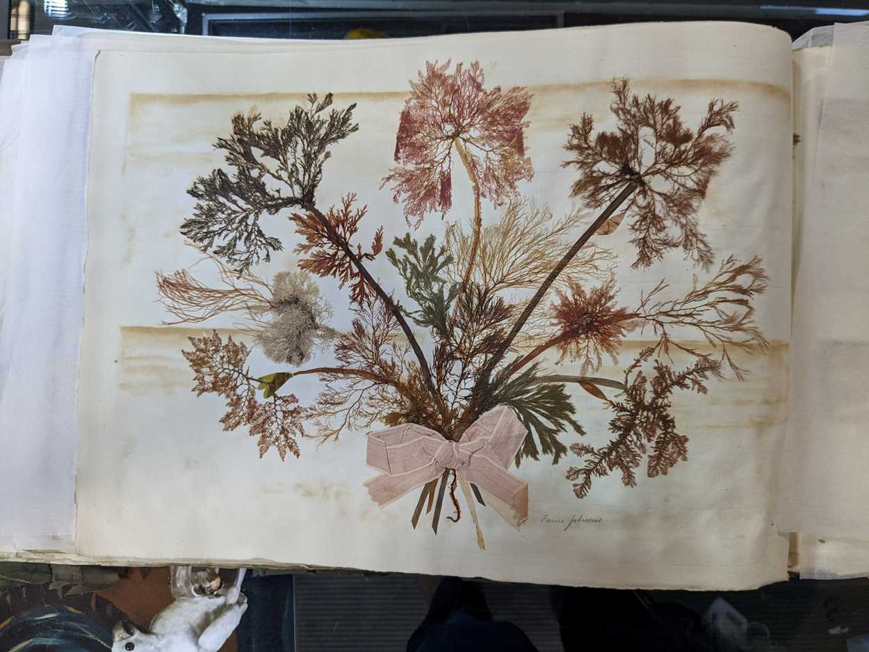 An album of pressed seaweed specimens and seaweed collages, early 19th century, - Bild 25 aus 37