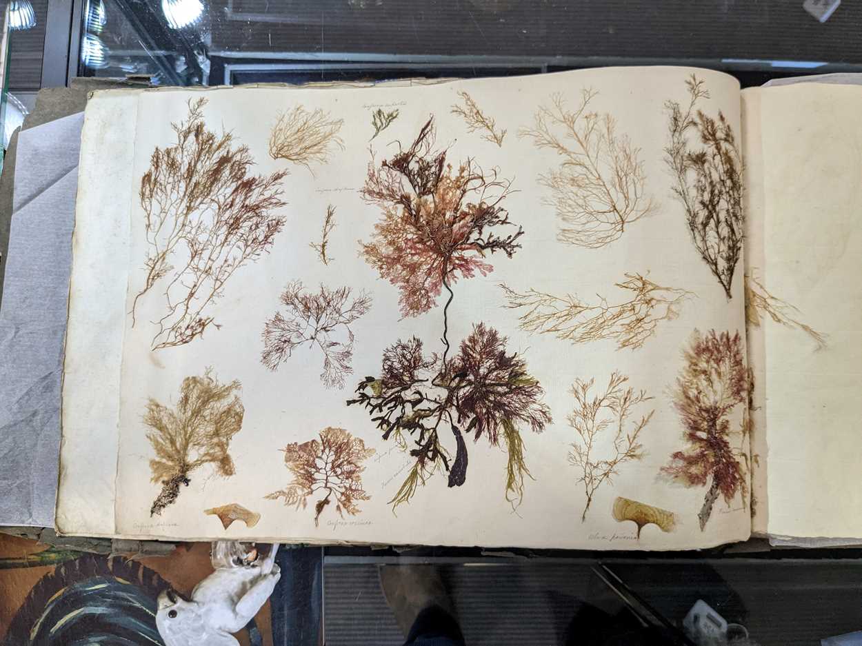 An album of pressed seaweed specimens and seaweed collages, early 19th century, - Bild 35 aus 37